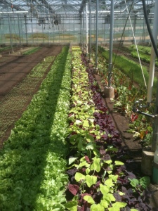 Greenhouse, Stone Barns, New York